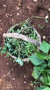 Ebbio Villa and organic farm