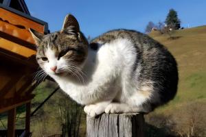 Pechererhof