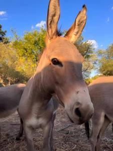 Villa Azzurra con piscina