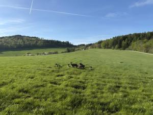 Dommelhof Ferienwohnungen