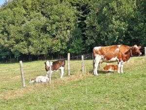 Ferienwohnungen Baust Im Mühlental