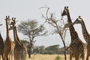 Sidai Savannah View Camp