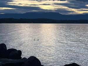 Les bord du Lac Leman