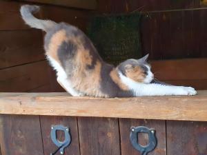 Urlaub Auf Der Aspen Ranch