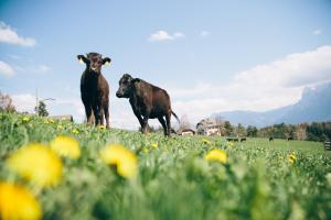 Alpin Farm Birke - Oberweidacherhof