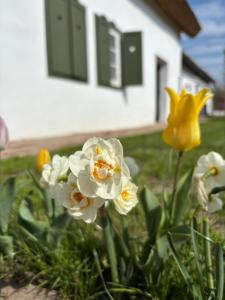 Juliska és Mariska Vendégház