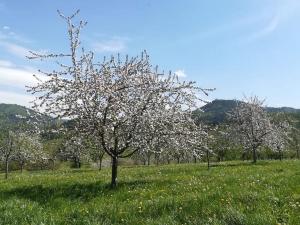 Ferienhof Vordere Alm