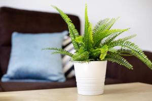 Apartamento Tanzanita