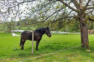 Ferienwohnung Gartenblick