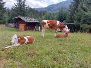Blosegghof Bergchalets Waldblick