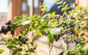 Vista Dolomites Apartment Harmony