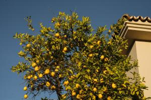 Casa Limon Marbella