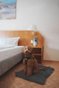 Hotel Zum Wikinger - Haustiere