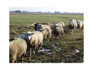 Ferienwohnungen Am Westerdeich