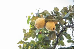 Runcina 1 img17