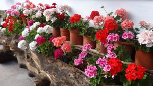 Casa Rustica App Seceda
