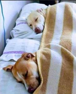 Bridlingtons Bolt Hole chalet