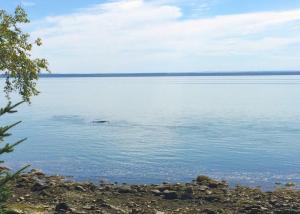 Le Ptit Bijou au Bord du Fleuve