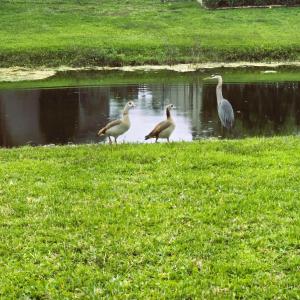 Elegant Wellington Pool Home Near Palm Beach
