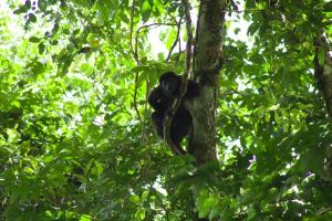 Villa Brisa Verde in La Fortuna - Private Jacuzzi