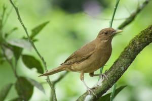 Villa Brisa Verde in La Fortuna - Private Jacuzzi