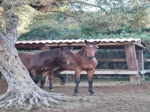 Jupiters Dreams House with private pool