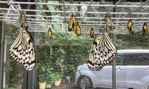 美ら海水族館まで車3分-日本最大の蝶オオゴマダラの観察ok