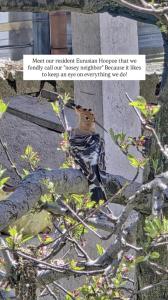 Hotter Potter Stays Manali