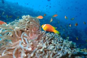 Nautical Nook Maldives