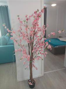 MARYSELA APARTAMENT MAMAIA NORD