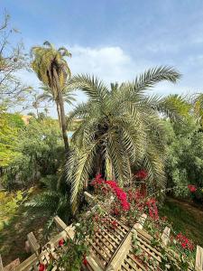 Bougainvilliers et moucharabieh dans les Jardins de la Palmeraie