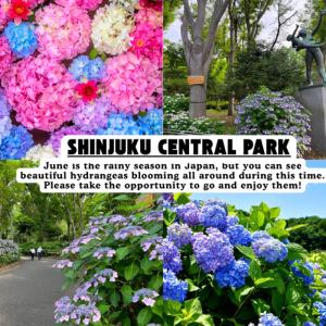 -Katsura Mansion 201- 5-minute walk from Okubo Station