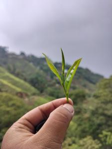 Two leaf and a bud