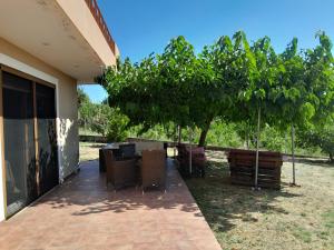 Mulberry Tree