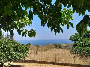Mulberry Tree