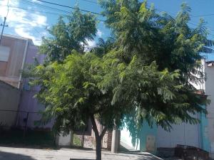 El Jacaranda