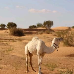 Merzouga activités luxurycamp