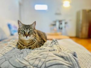 Alicante Garden & BBQ - Estudio con Jardín, Parking Privado y Relax Total