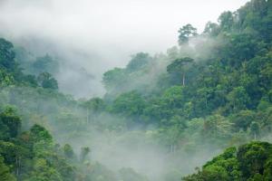 Coorg Misty Mountains Stay