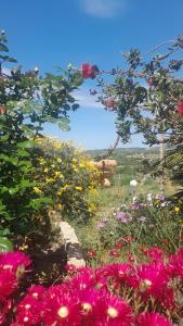 Dependance Pavoncella