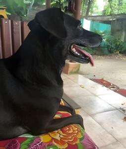 Paraty Casa a 1km do Centro Histórico. Petfriendly