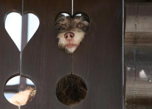 Mooserhof - für Hunde mit ihren Menschen