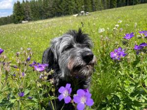 Mooserhof - für Hunde mit ihren Menschen