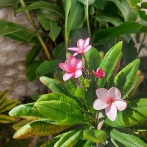 Natty Pearl, your stylish house in the Caribbean