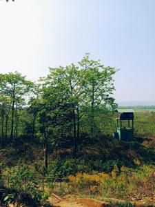 Jungle shangrilla resort