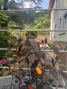 Wunderschöne Wohnung mit Blick auf die Weinberge