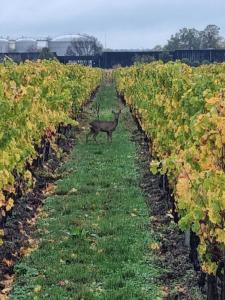 Maison de campagne au cœur des vignes Château Sainte Barbe
