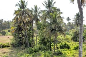 asar Upper House Morjim Beach by Orion Hotels