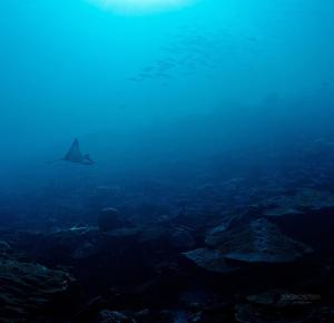 Suncoral Maldives