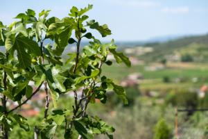 Bujtina Ethan Perondi - Private Villa Swimming Pool